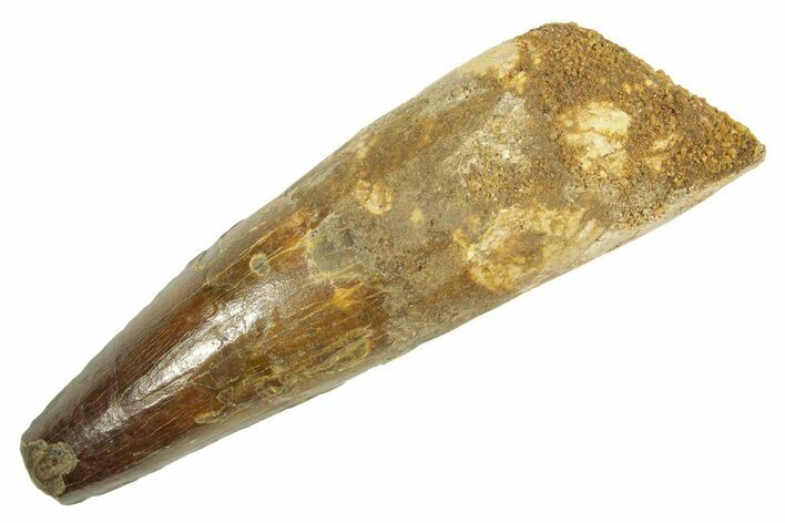 Fossil Spinosaurus Tooth - Real Dinosaur Tooth #363080